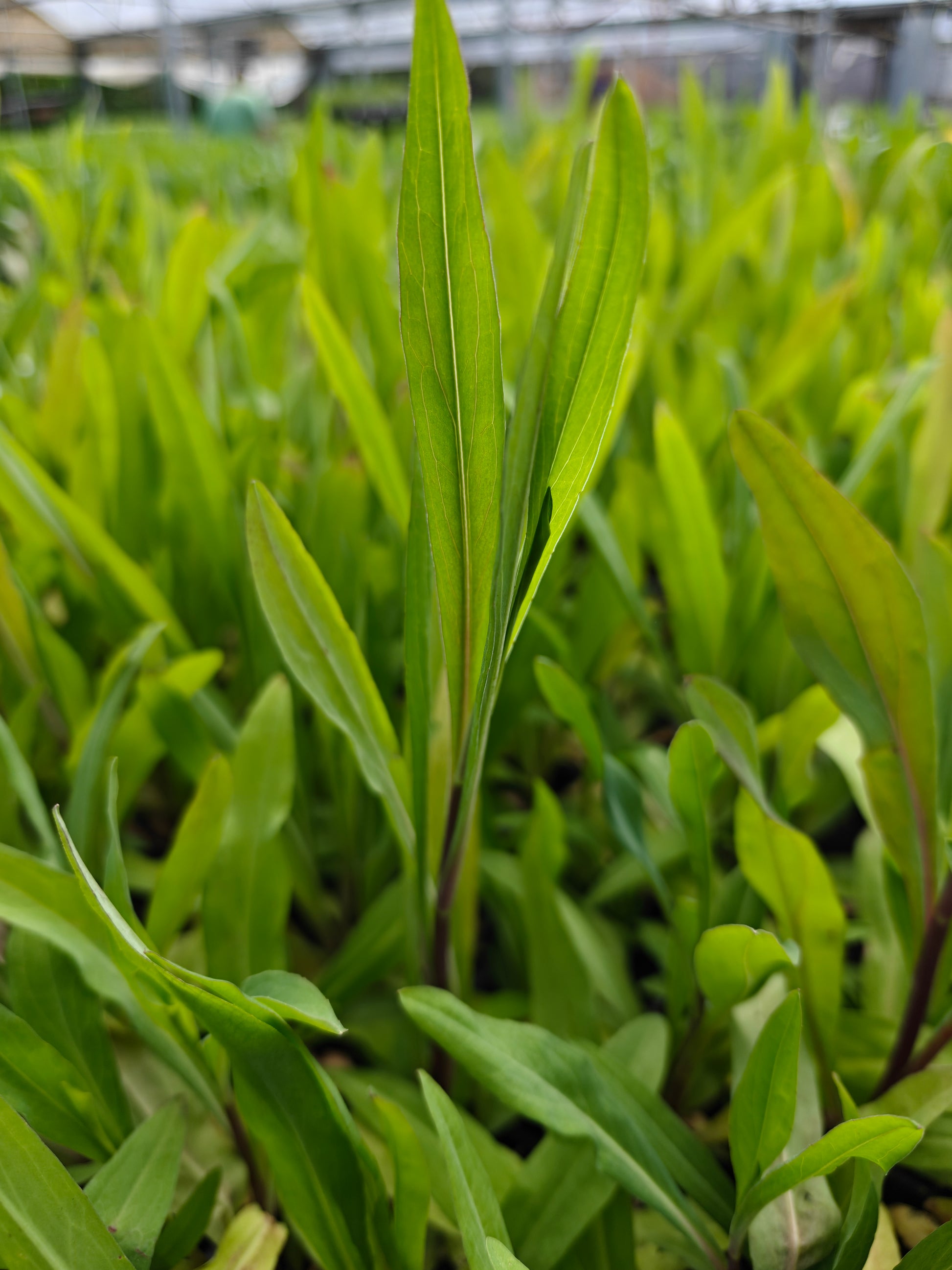 Boltonia asteroides