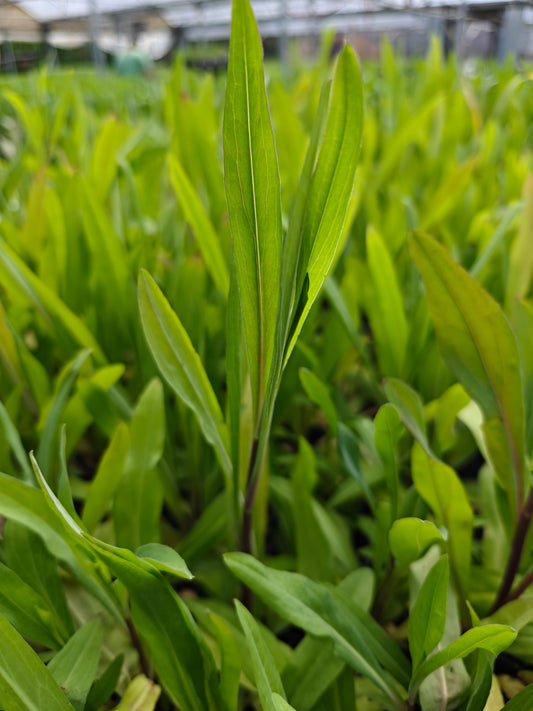 Boltonia asteroides - False Aster