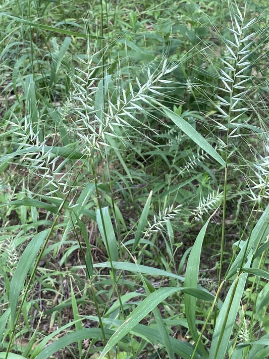 Elymus hystrix - Bottlebrush Grass