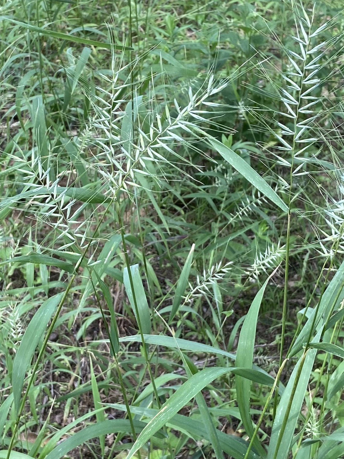 Elymus Hystrix Bottlebrush Grass Native Plant Prairie Landscape Restoration 3 B Natives 