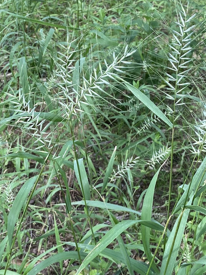 Elymus hystrix - Bottlebrush Grass