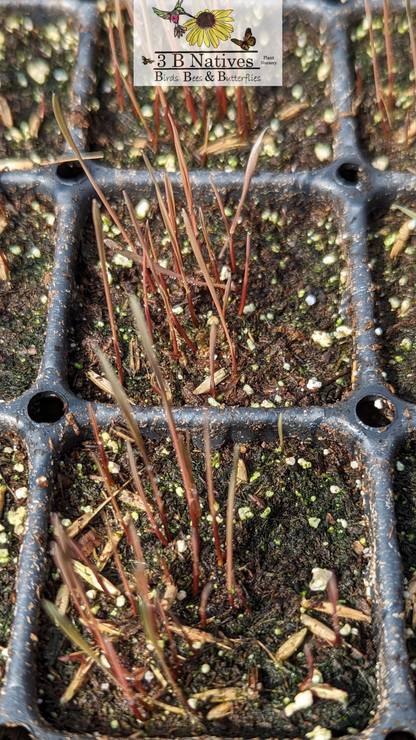 Elymus hystrix - Bottlebrush Grass Germinated Seedlings