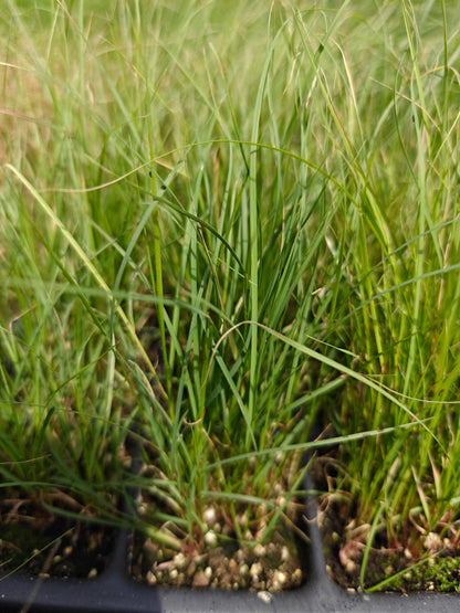 Bouteloua gracilis - Blue Grama