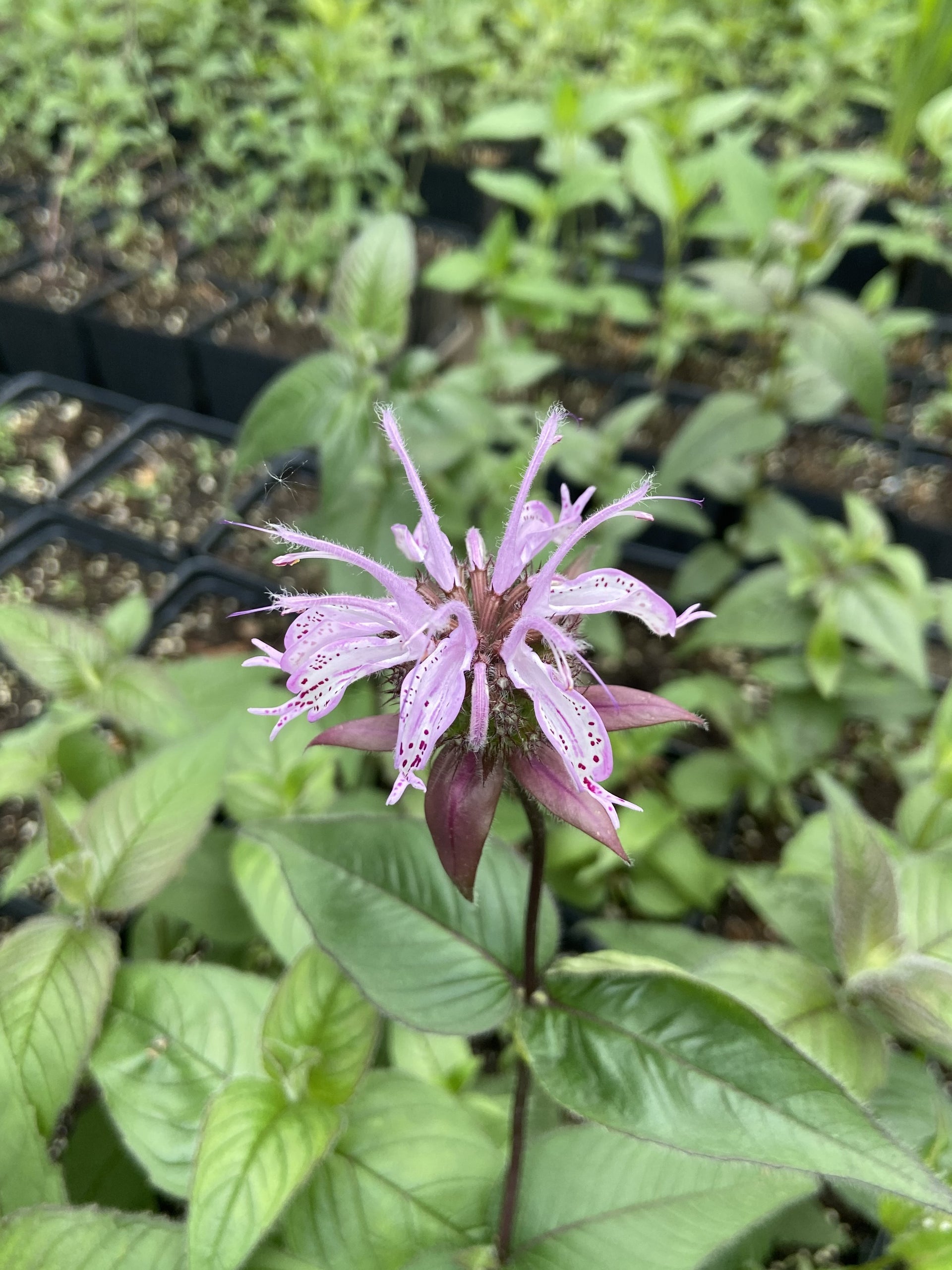bradburiana succulent Monarda bradburiana