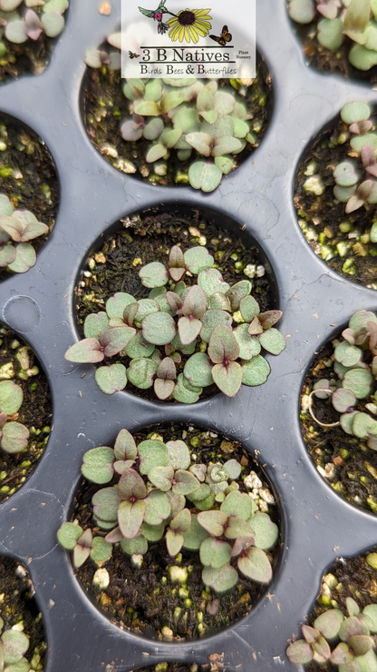 Monarda bradburiana - Bradbury's Monarda Germinated Seedlings