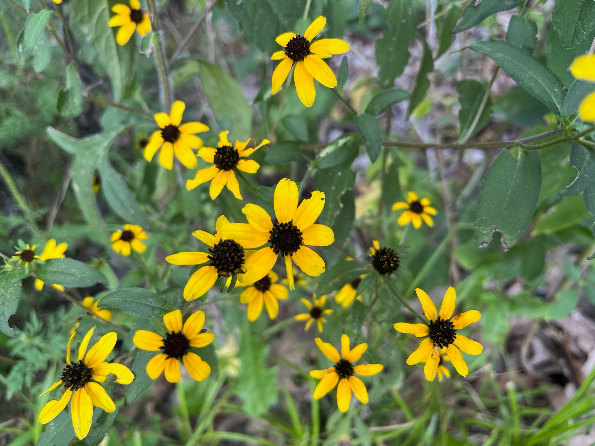 Rudbeckia triloba - Brown-eyed Susan