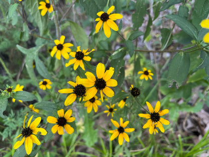 Rudbeckia triloba - Brown-eyed Susan