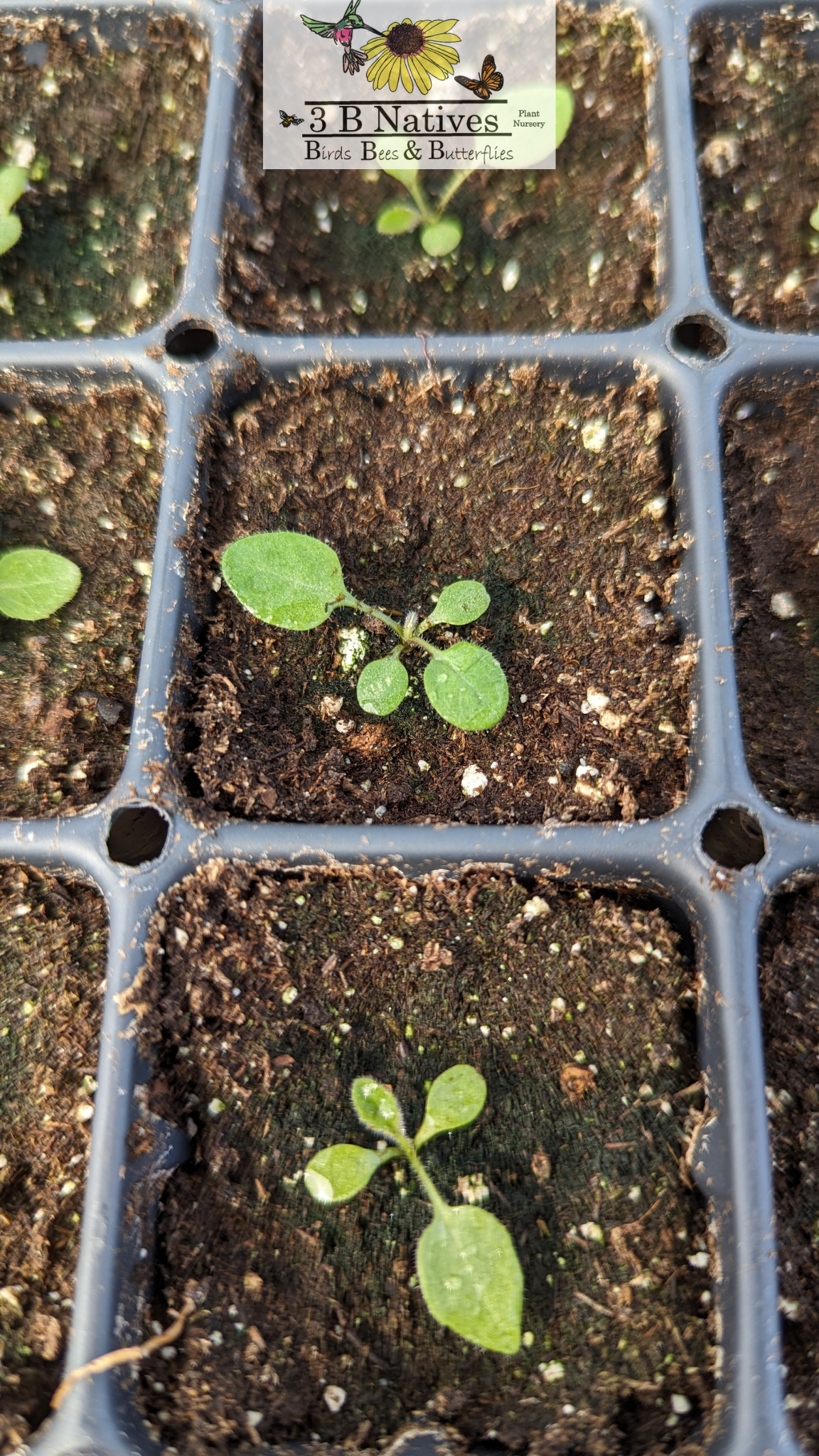 Rudbeckia triloba - Brown-eyed Susan Germinated Seedlings