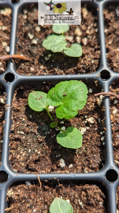 Callirhoe bushii - Bush's Poppy Mallow Germinated Seedlings