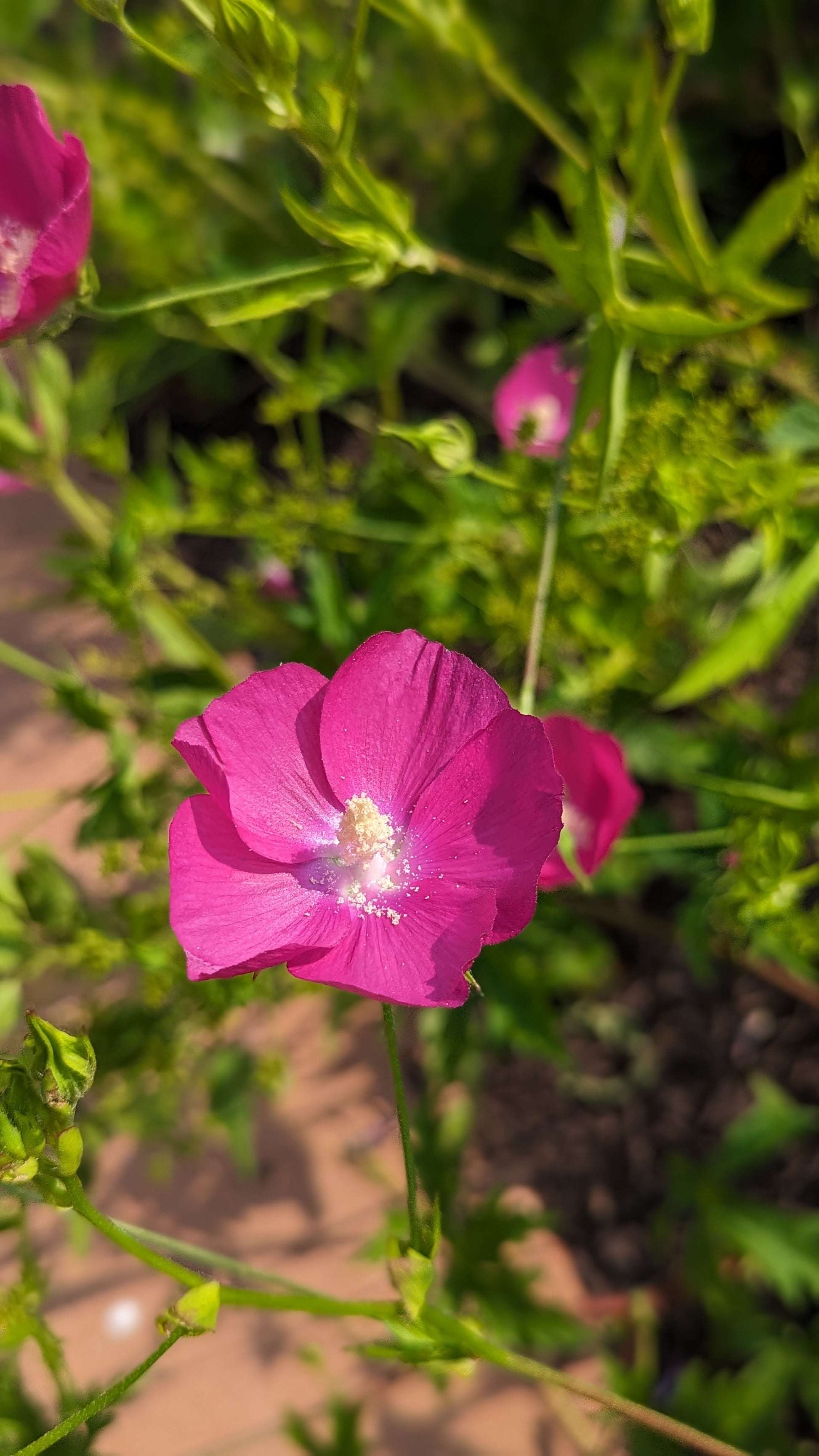 Callirhoe bushii -Bush’s Poppy Mallow