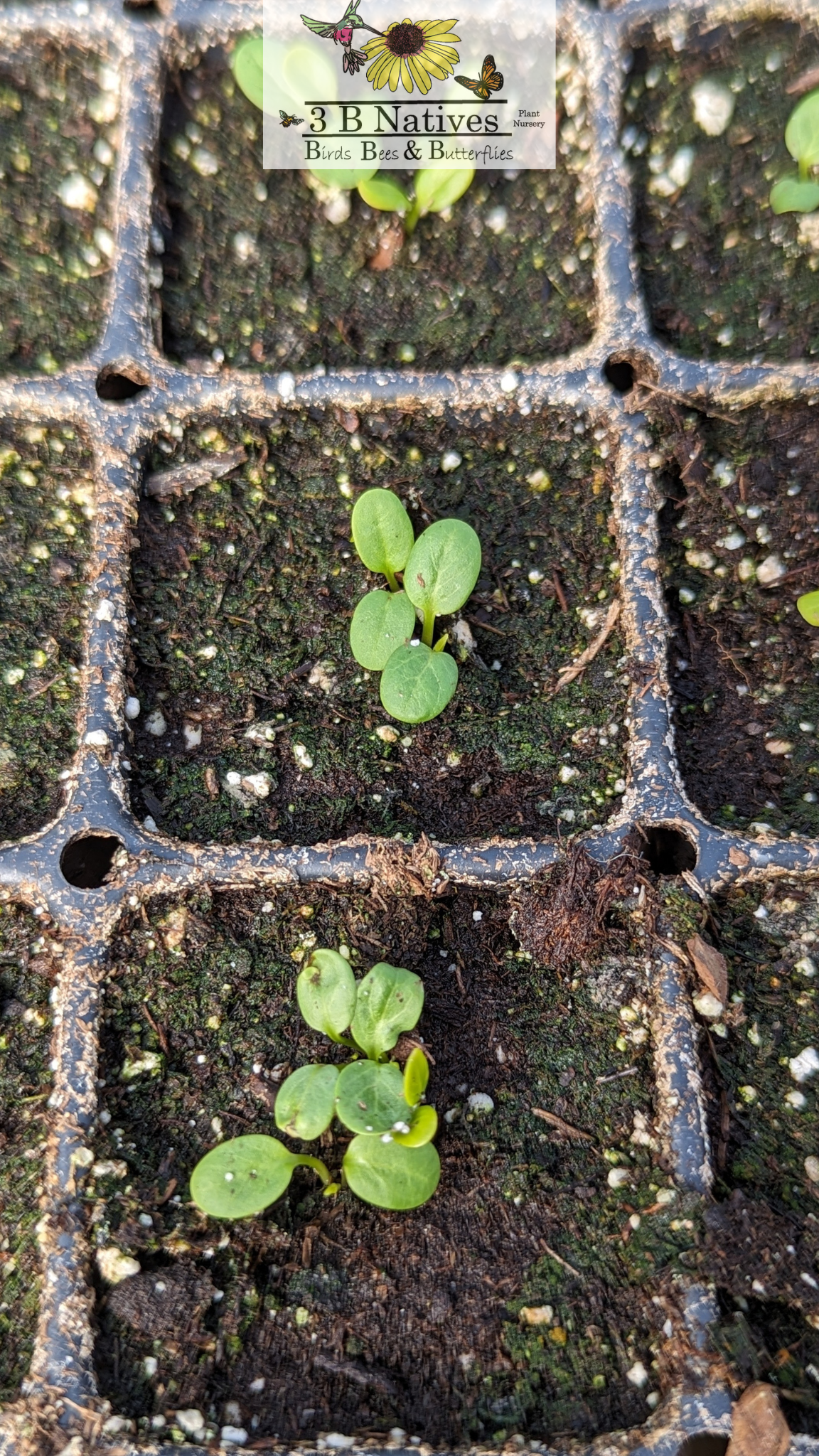 Asclepias tuberosa - Butterfly Weed Germinated Seedlings
