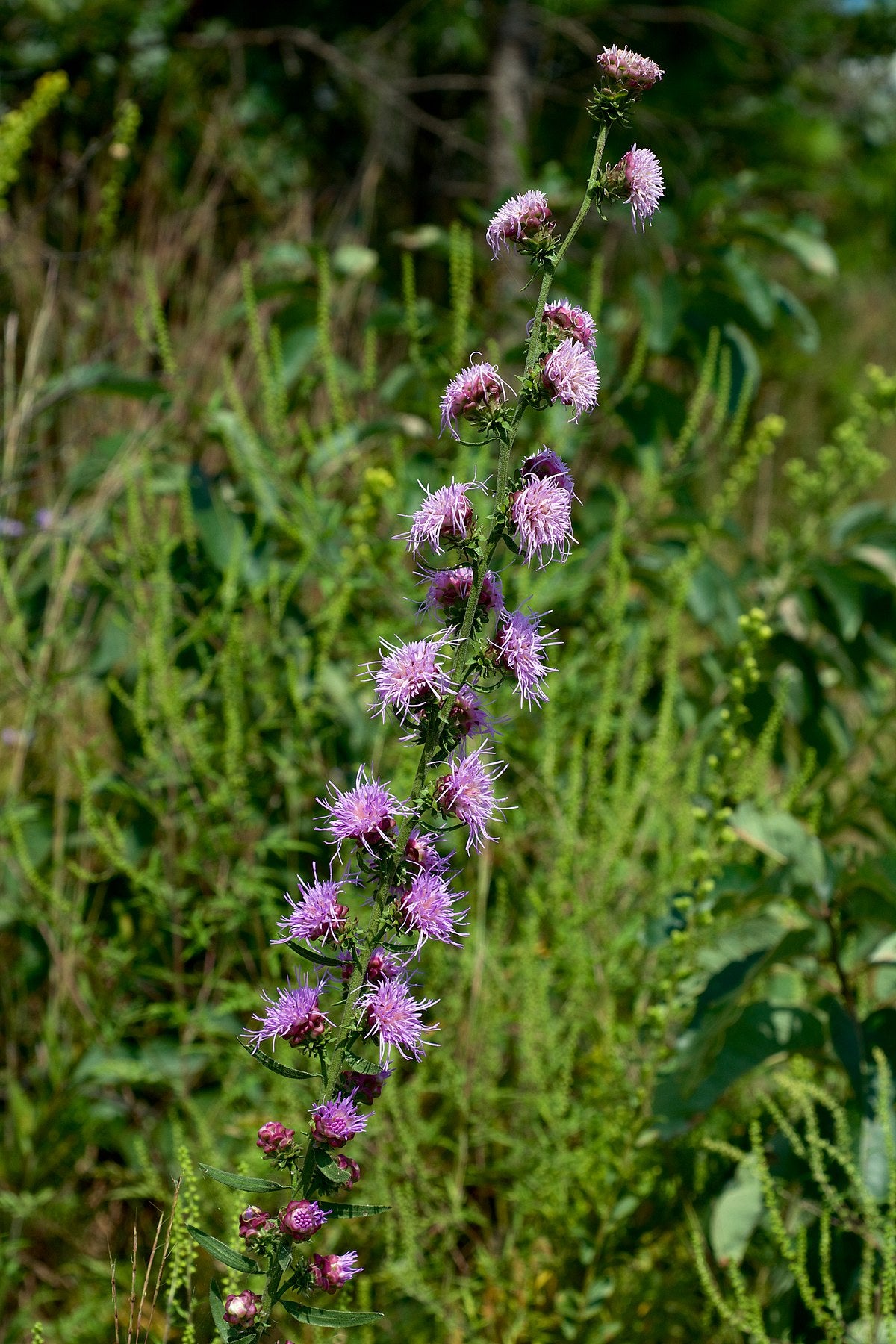 Liatris aspera - Button Blazing Star, Native Plant, Pollinator Garden ...