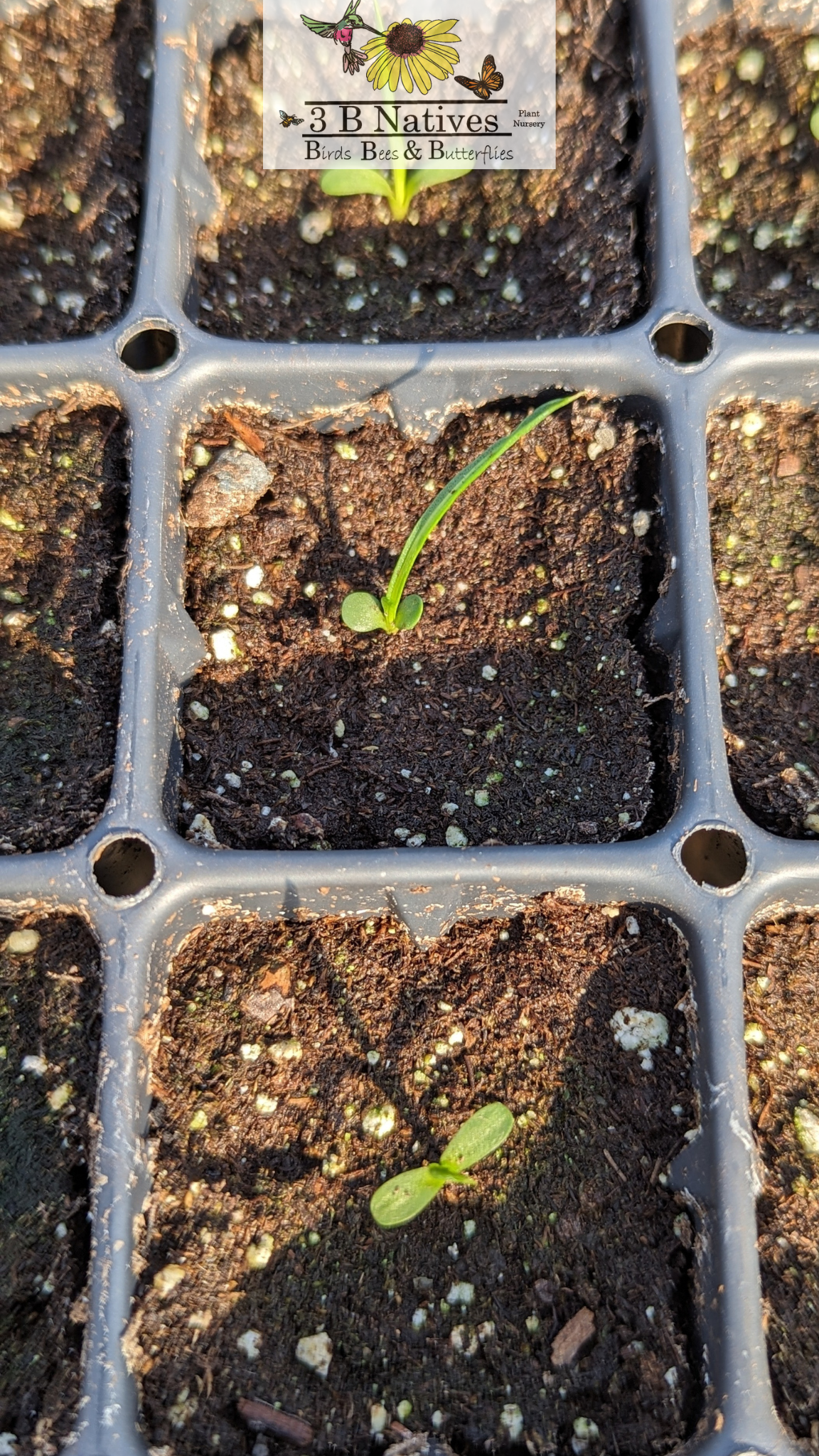 Liatris aspera - Button Blazing Star Germinated Seedlings