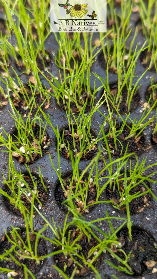Carex brevior - Plains Oval Sedge Germinated Seedlings