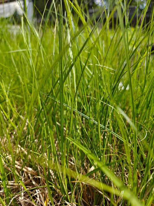Carex annectens - Small Yellow Fox Sedge