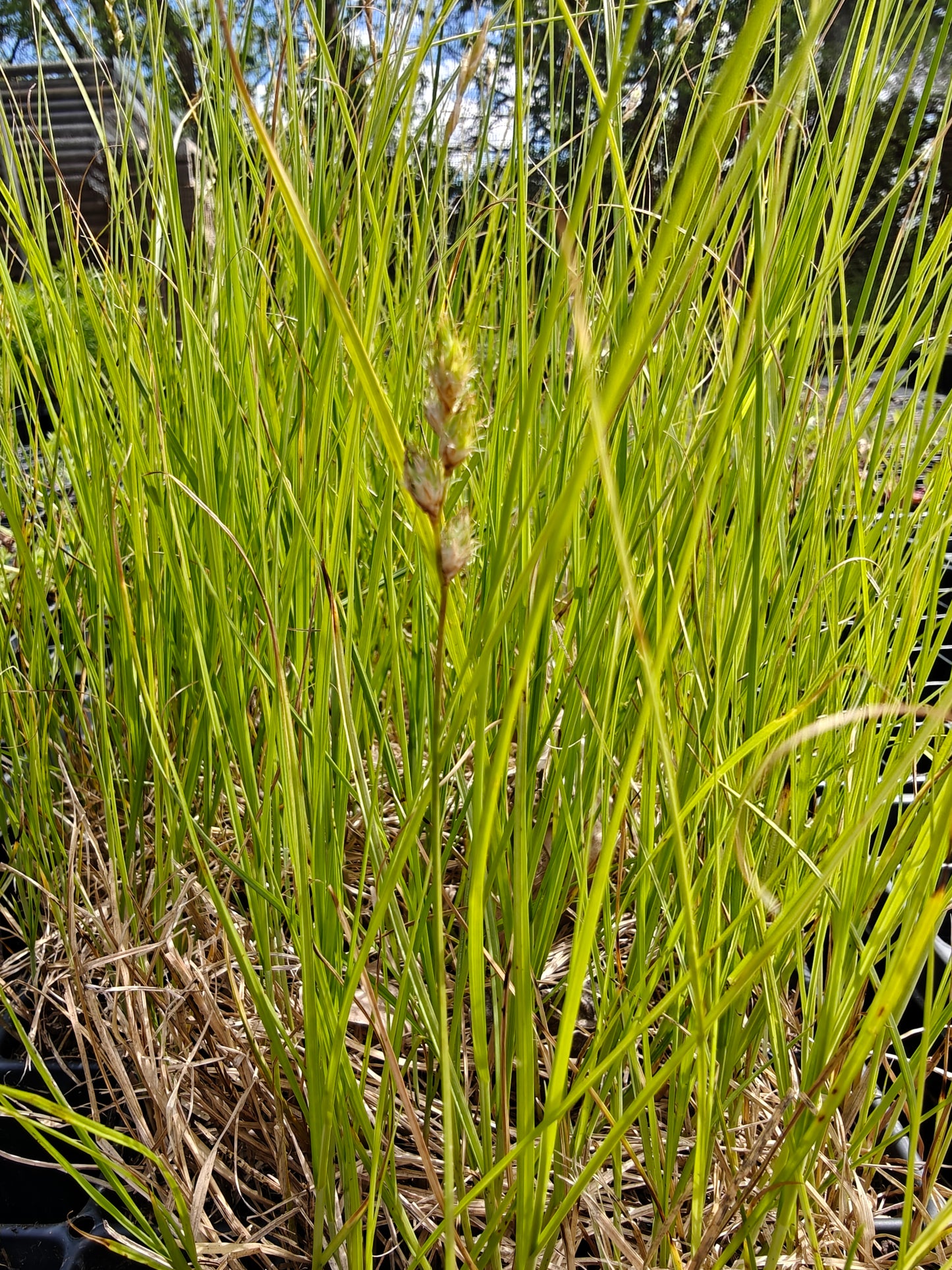 Carex bicknellii - Copper-shouldered Oval Sedge