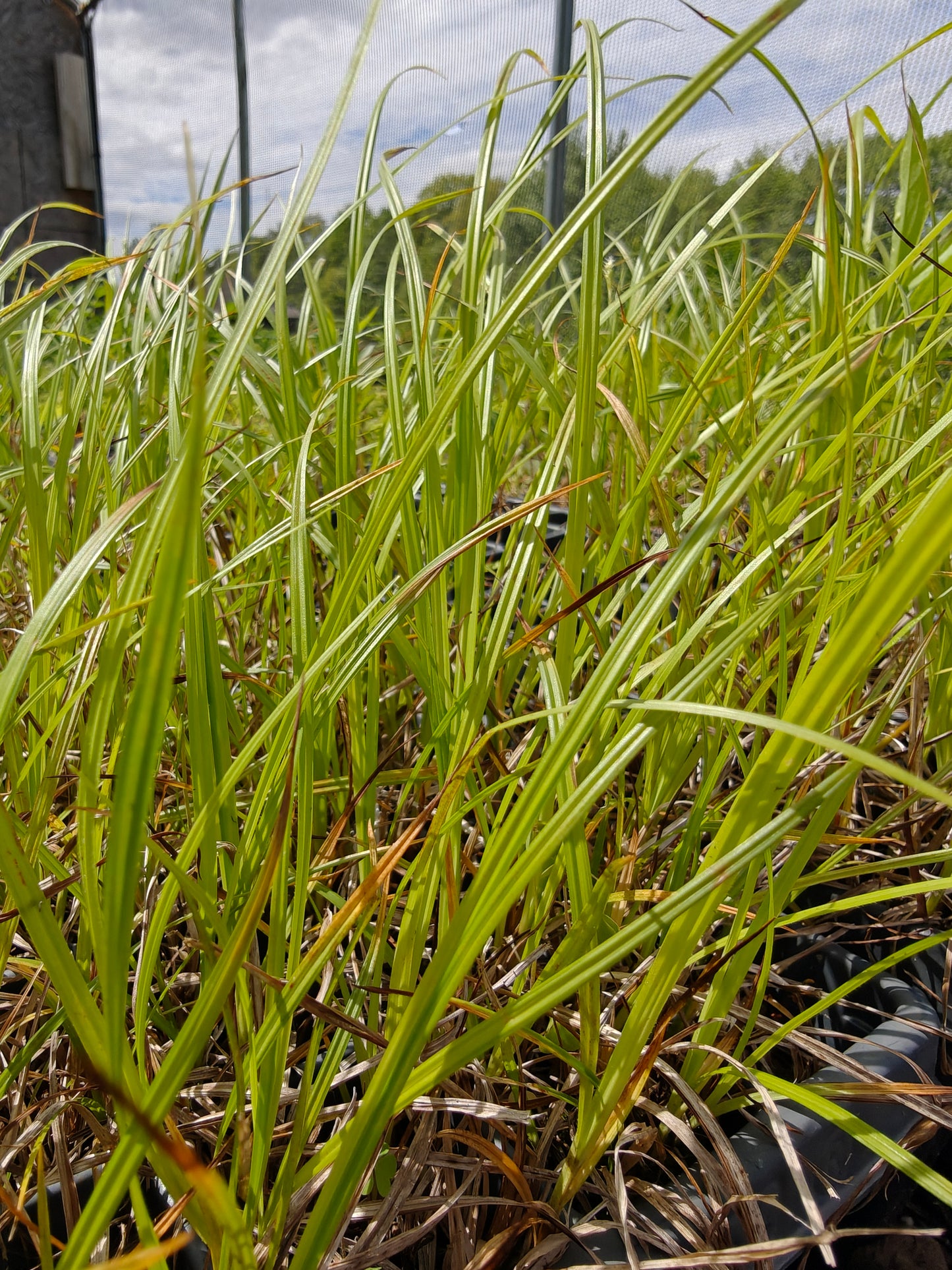 Carex davisii - Davis' Sedge