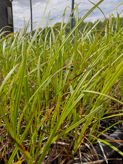 Carex davisii - Davis' Sedge