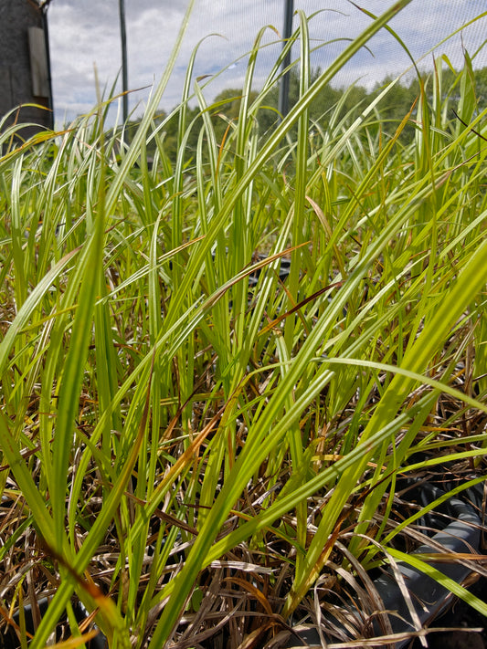 Carex davisii - Davis' Sedge