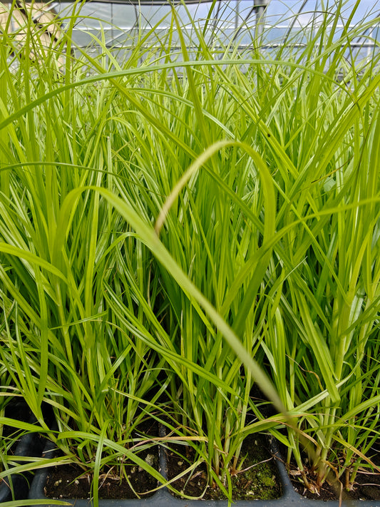 Carex muskingumensis - Palm Sedge