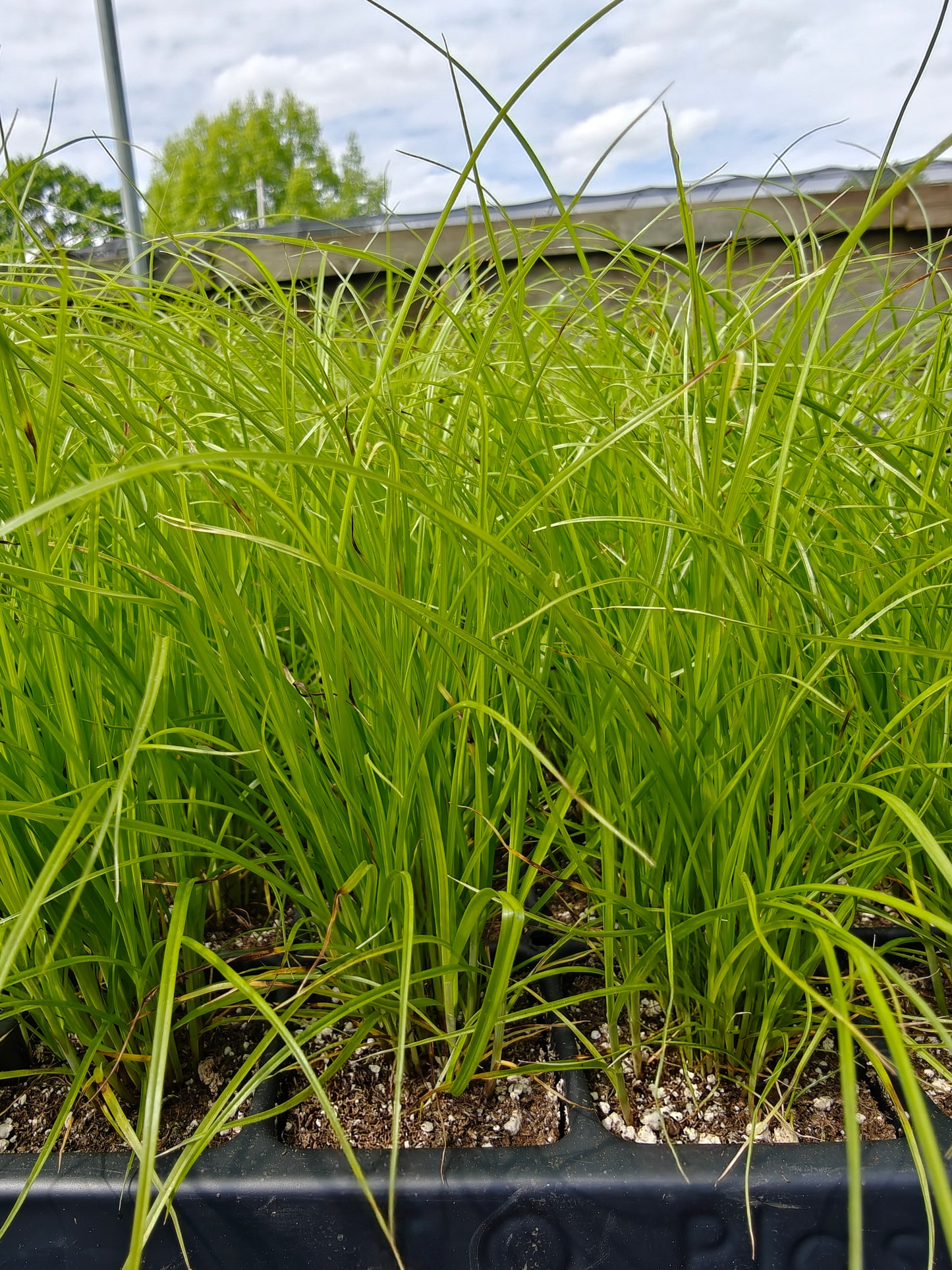 Carex vulpinoidea - Brown Fox Sedge