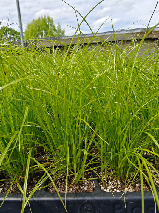 Carex vulpinoidea - Brown Fox Sedge