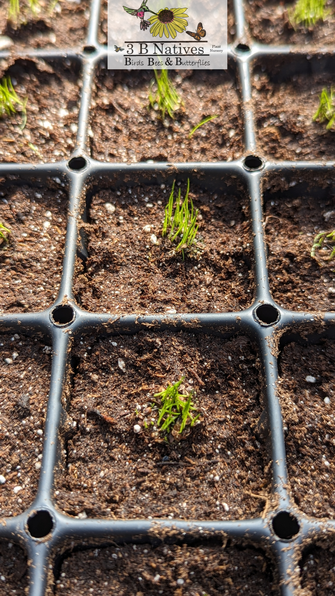 Carex annectans - Small Yellow Fox Sedge Germinated Seedlings