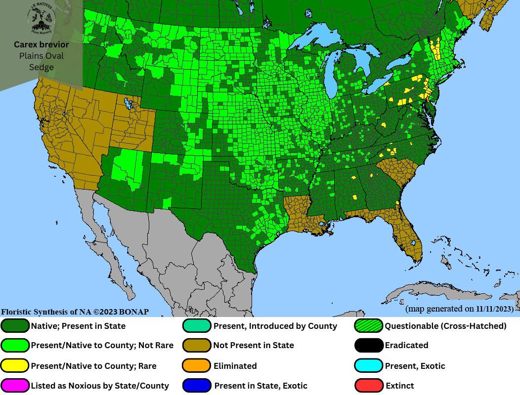 Carex brevior - Plains Oval Sedge Range Map