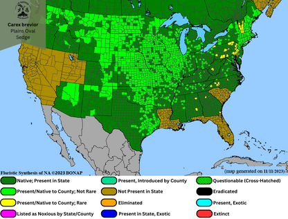 Carex brevior - Plains Oval Sedge Range Map