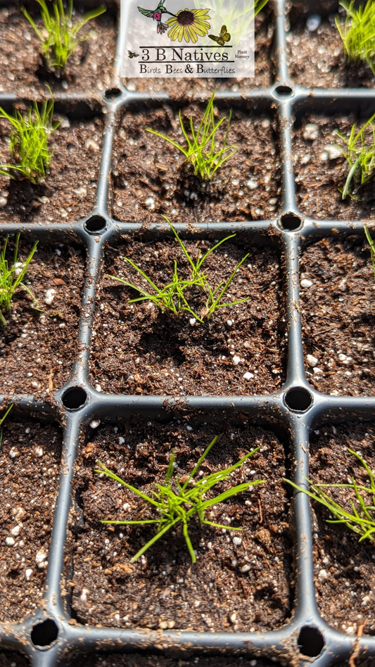 Carex molesta - Field Oval Sedge Germinated Seedlings
