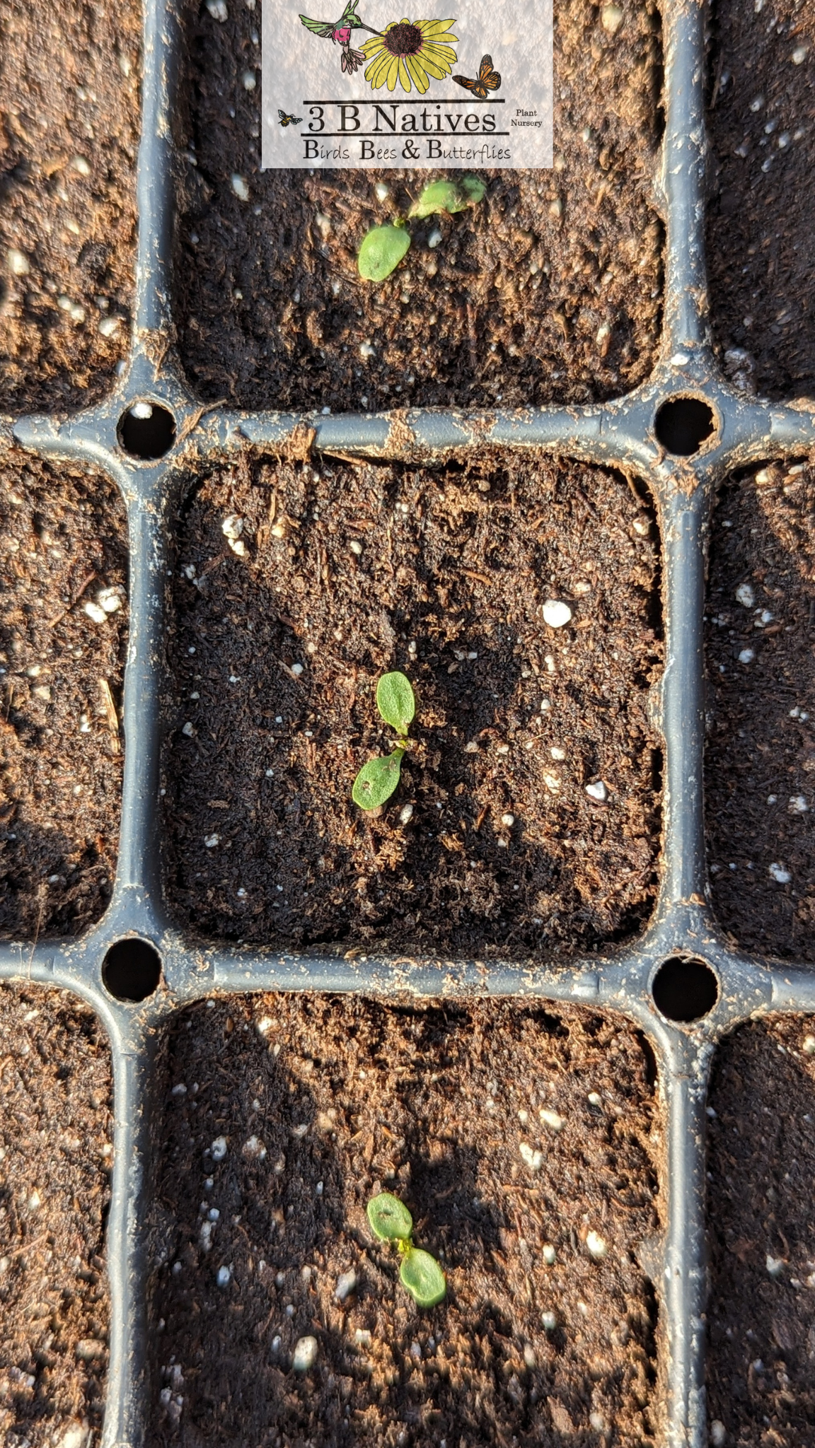 Vernonia fasciculata - Common Ironweed Germinated Seedlings