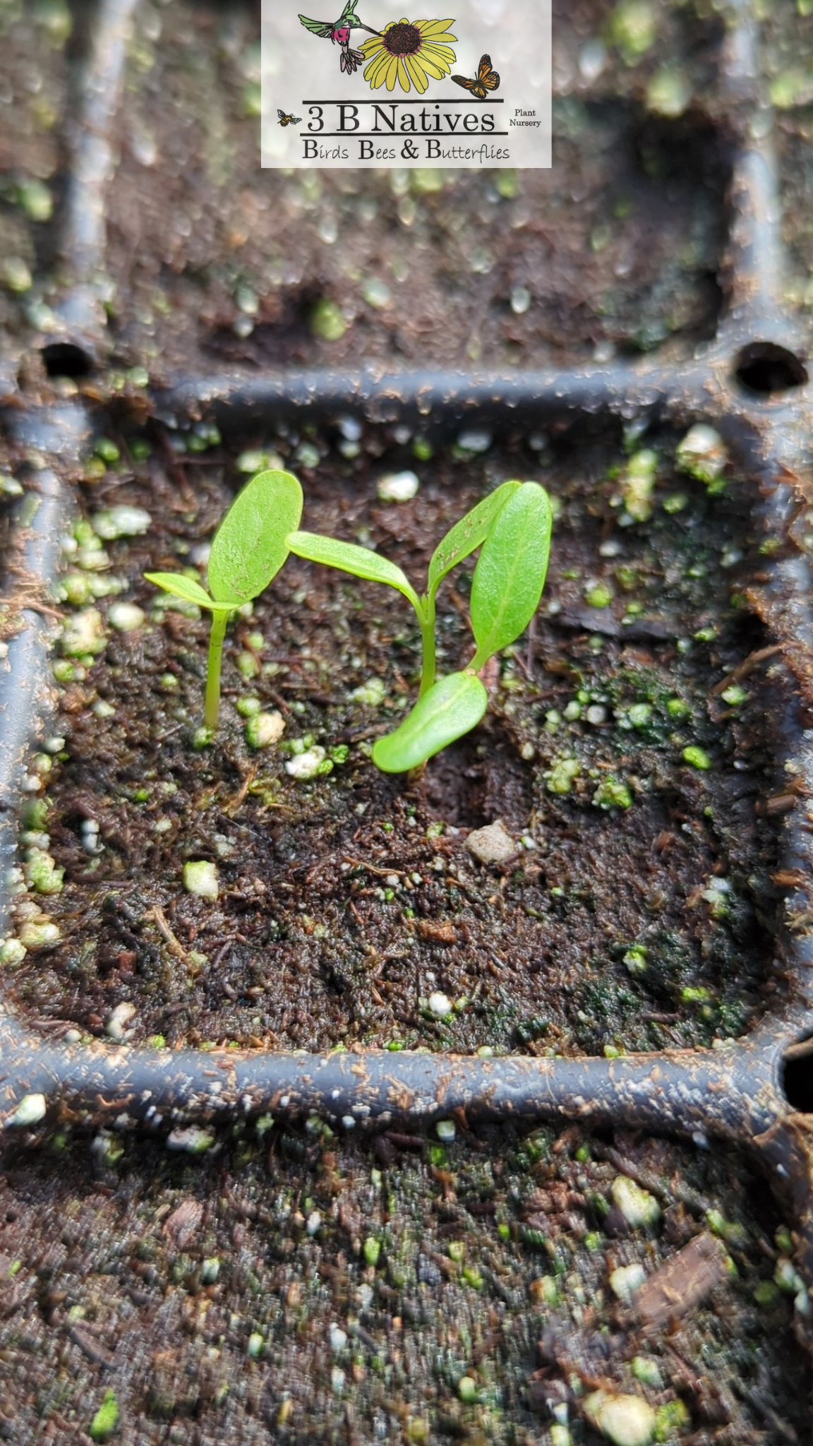 Asclepias syriaca - Common Milkweed Germinated Seedlings