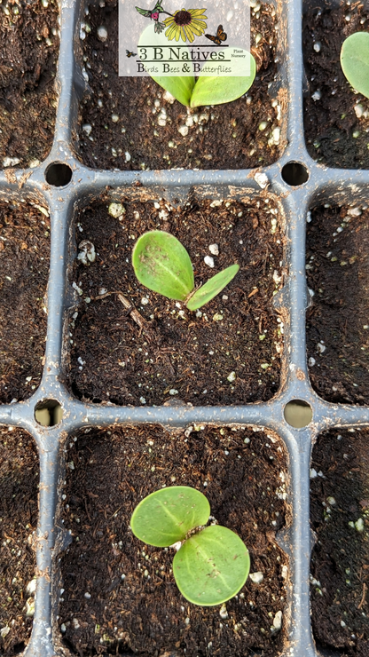 Silphium laciniatum - Compass Plant Germinated Seedling