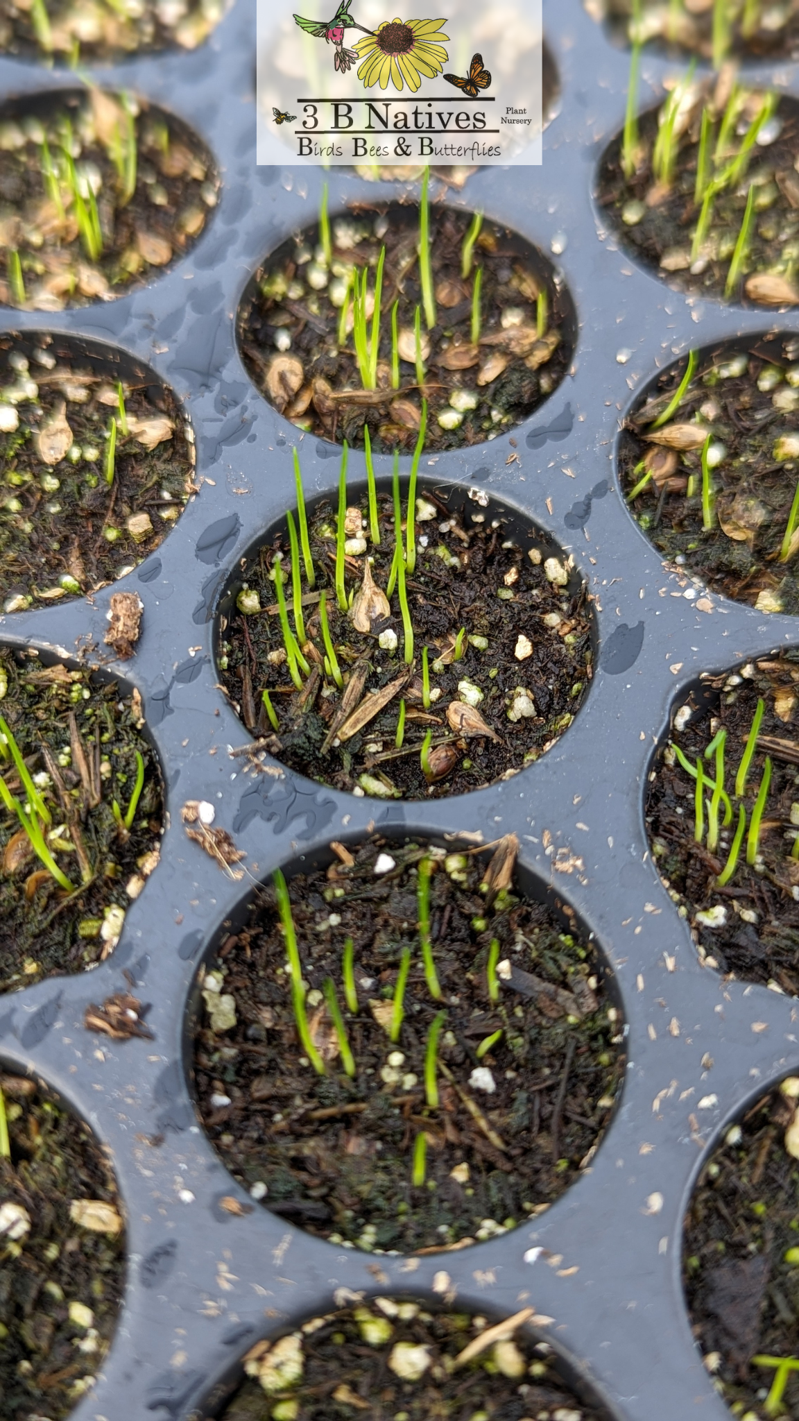 Carex bicknellii - Copper-shouldered Oval Sedge Germinated Seedlings