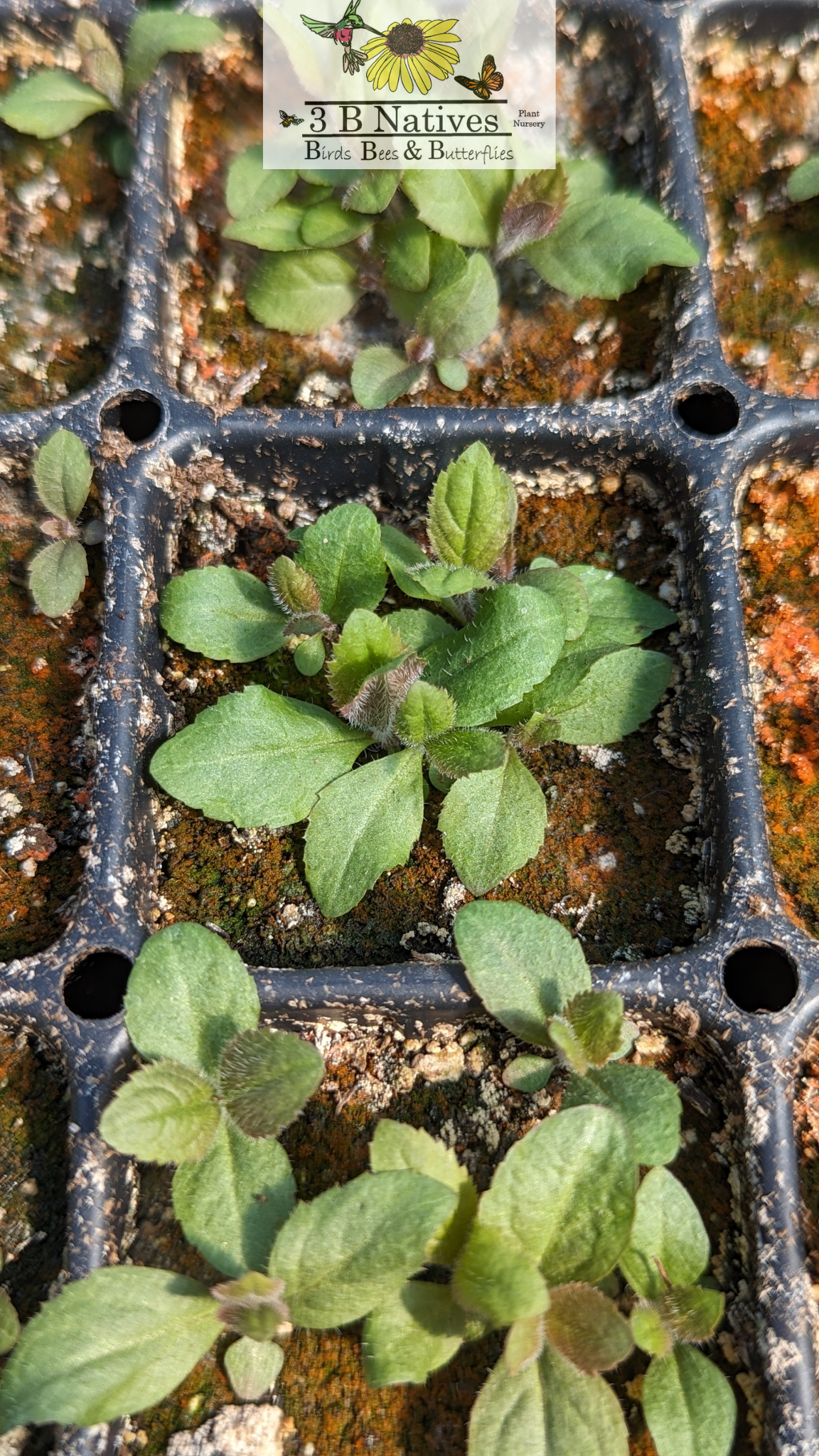 Veronicastrum virginicum - Culver's Root Germinated Seedlings