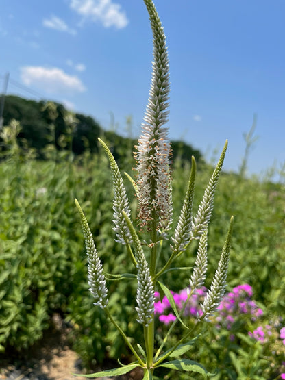 Veronicastrum virginicum - Culver's Root