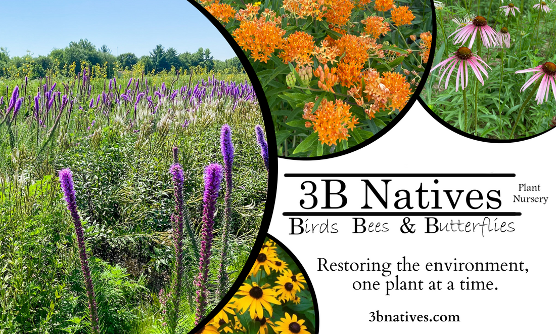 About Us – 3 B Natives Plant Nursery