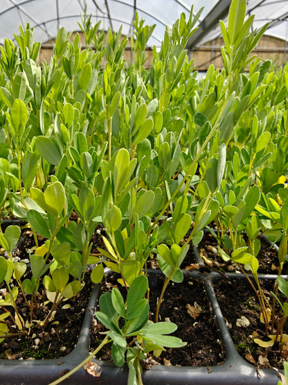 Dalea candida - White Prairie Clover