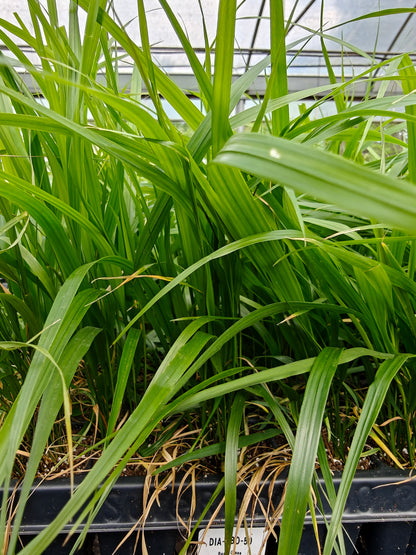 Diarrhena obovata - Beak Grass