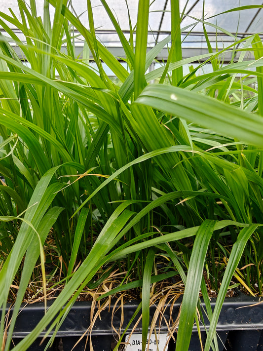 Diarrhena obovata - Beak Grass