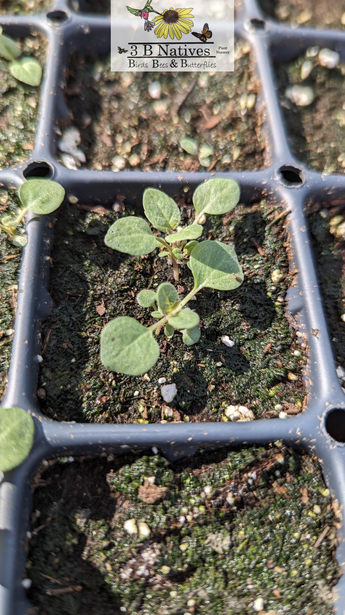 Blephilia ciliata - Downy Wood Mint Germinated Seedlings