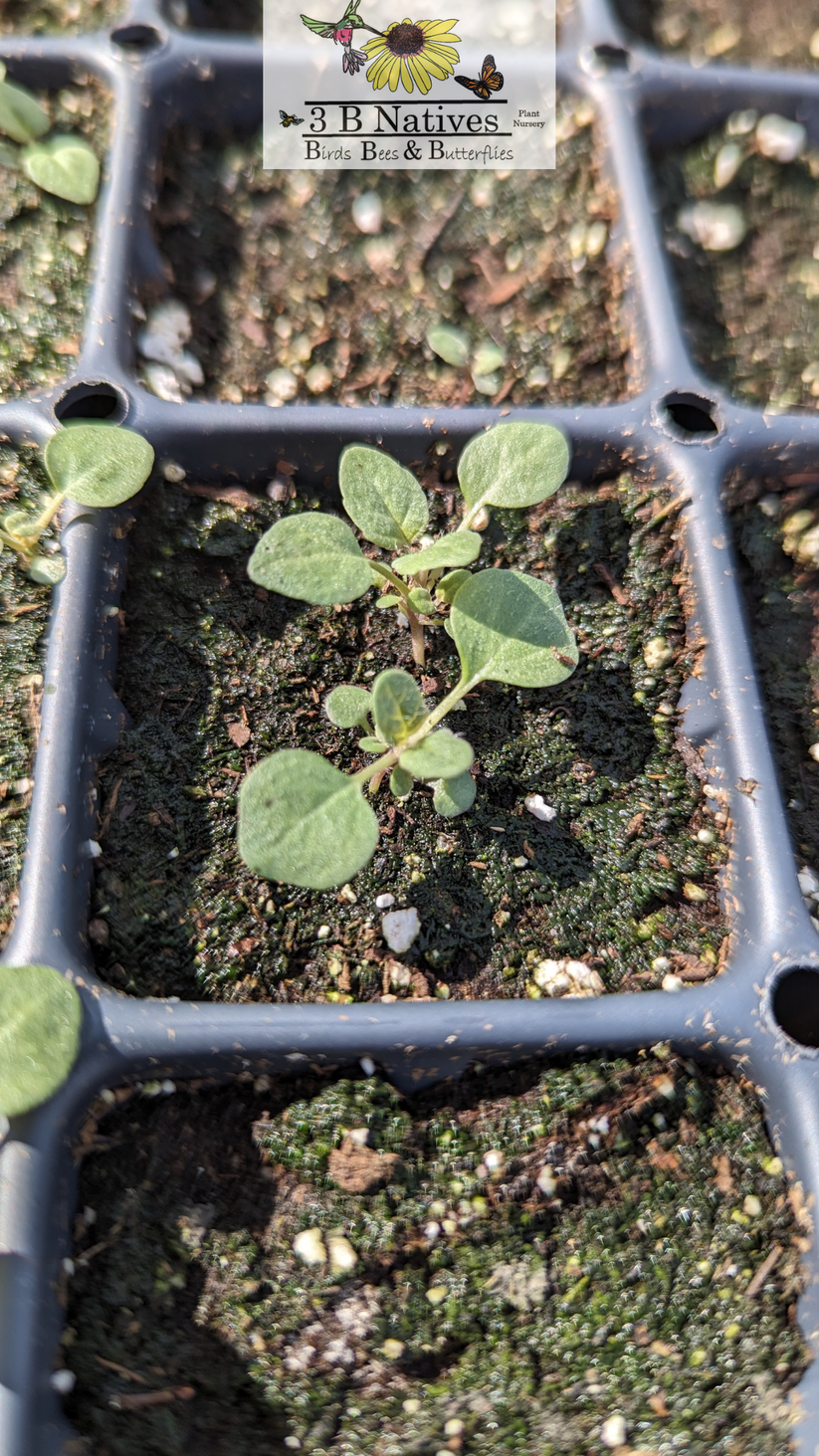 Blephilia Ciliata Downy Wood Mint Native Plant Pollinator Garden 
