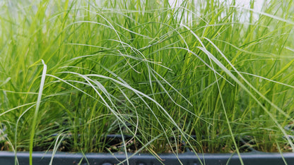 Sporobolus heterolepis - Prairie Dropseed