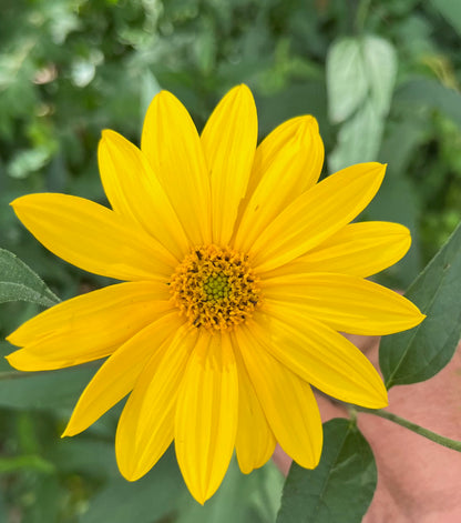 Heliopsis helianthoides - Early Sunflower Flower