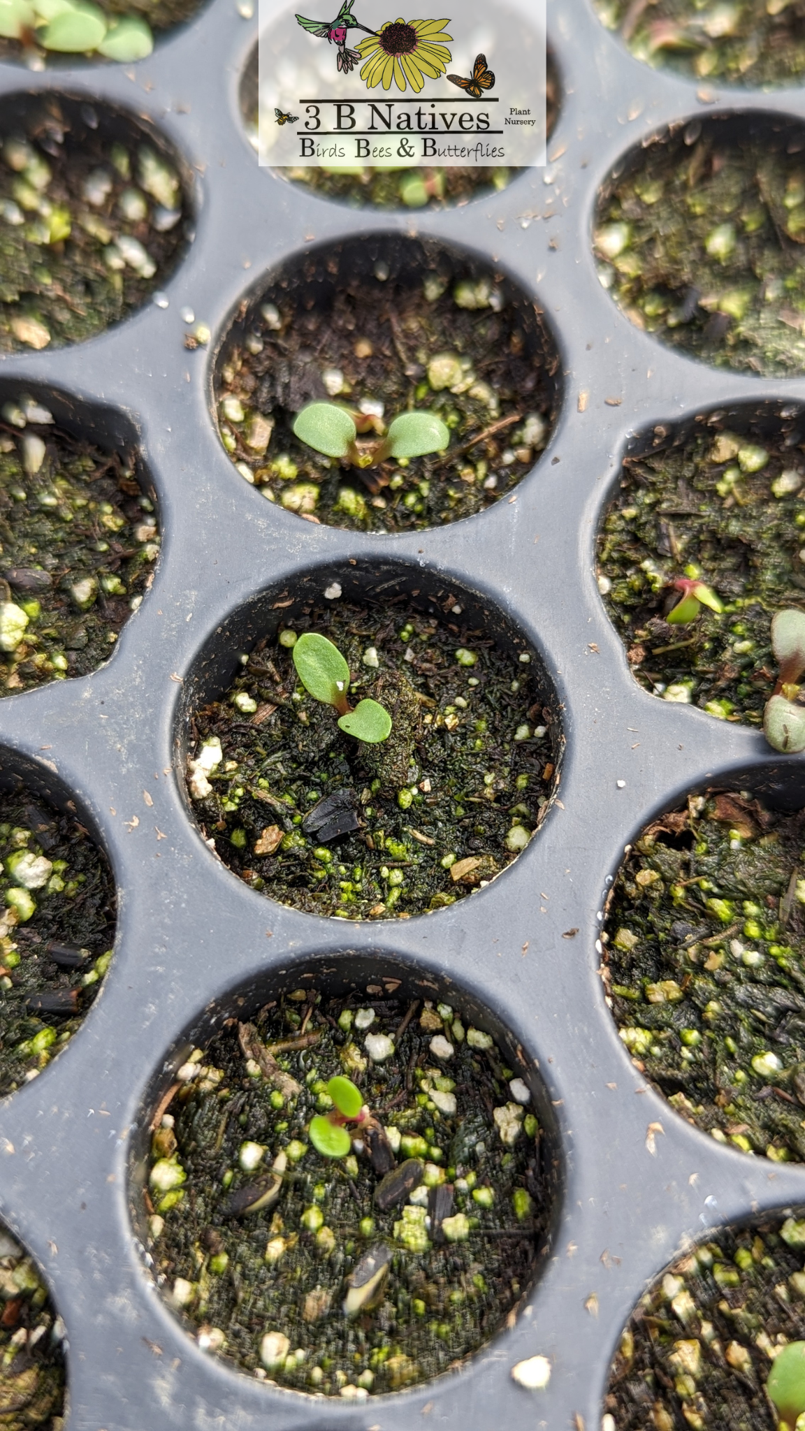 Heliopsis helianthoides - Early Sunflower Germinated Seedlings