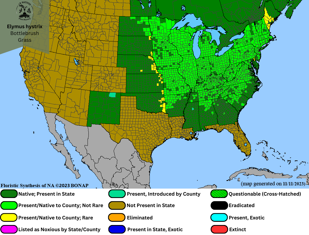 Elymus hystrix - Bottlebrush Grass Range Map