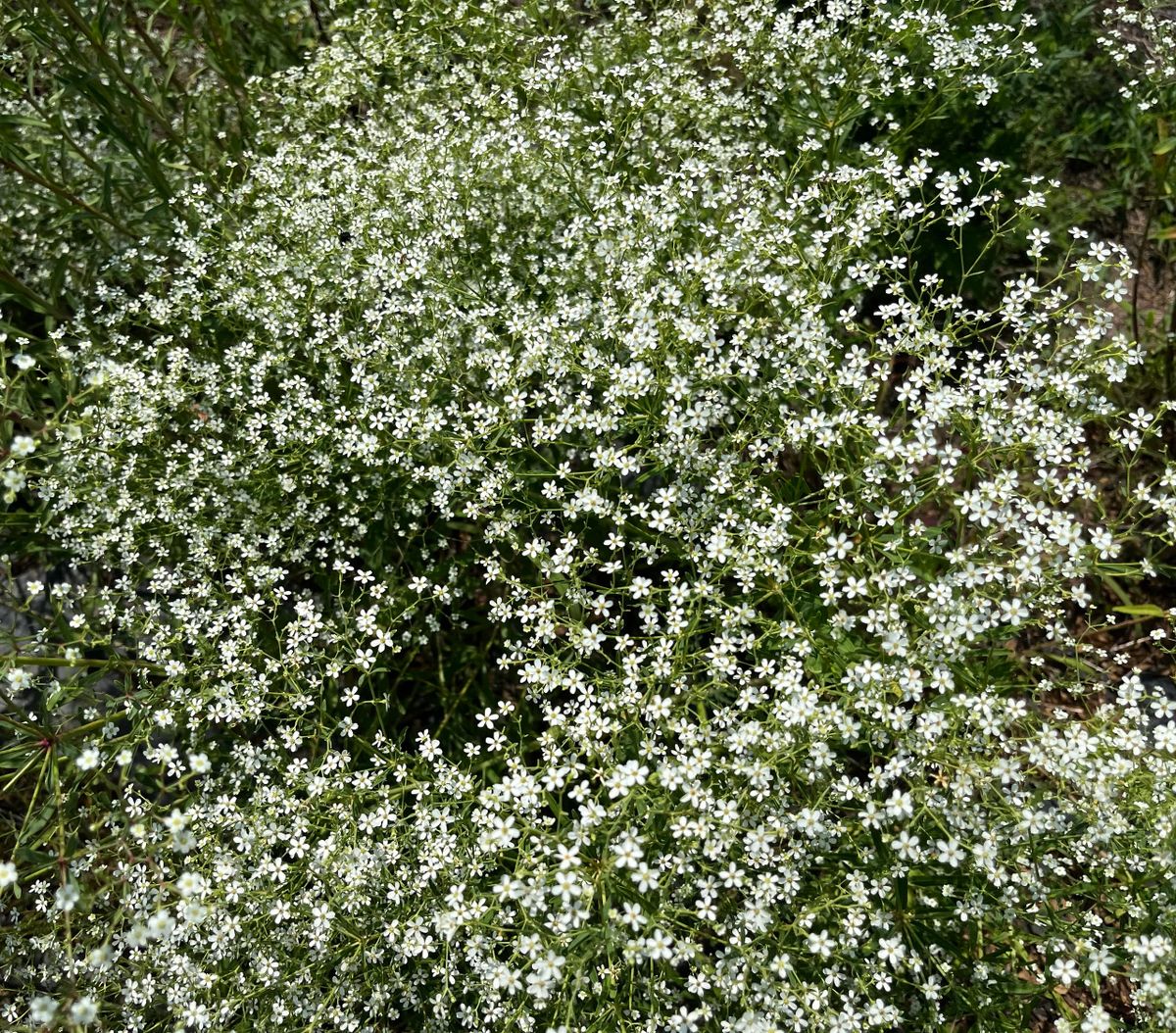 Euphorbia corollata - Flowering Spurge