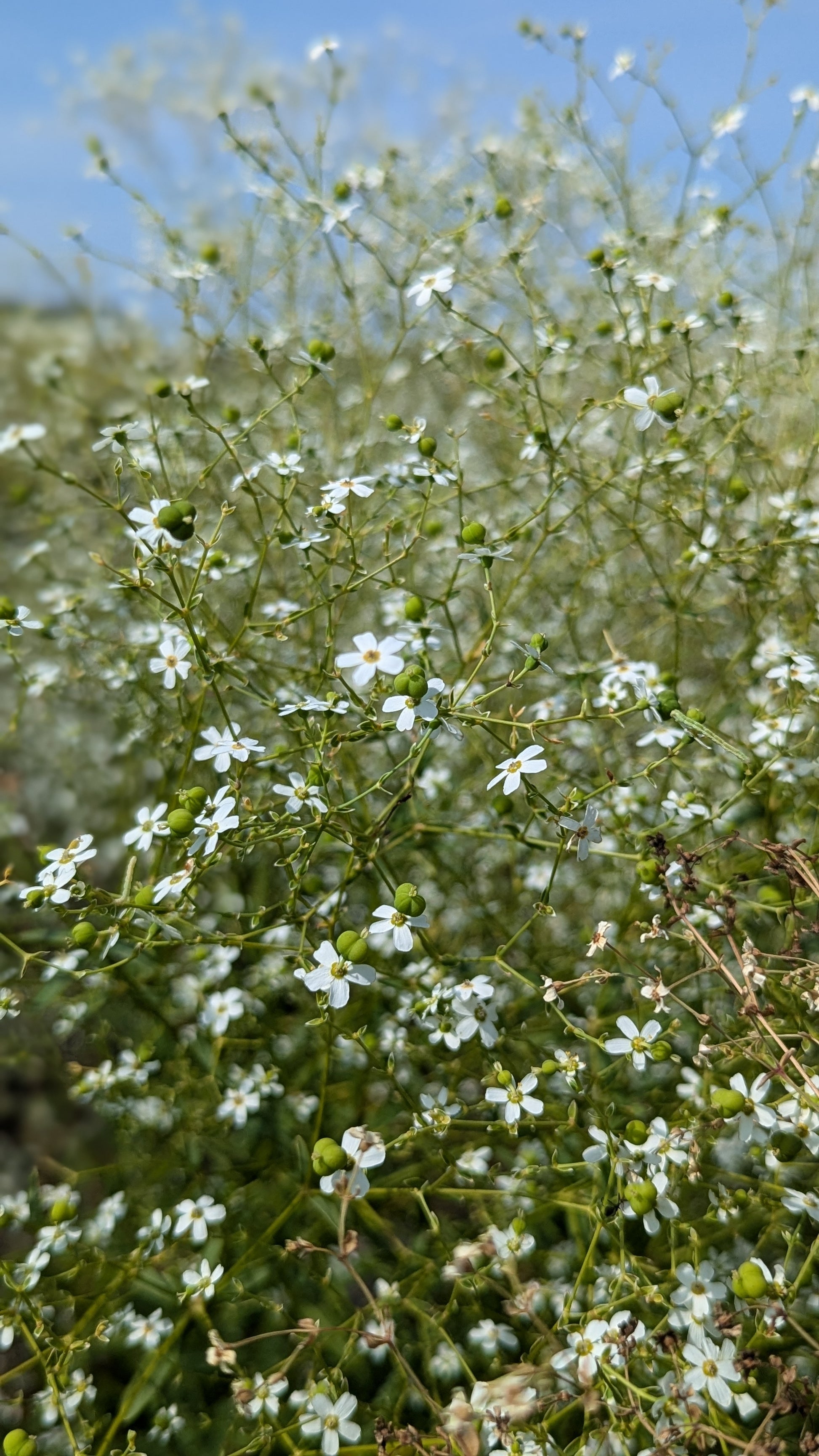 Euphorbia corollata - Flowering Spurge in Fields