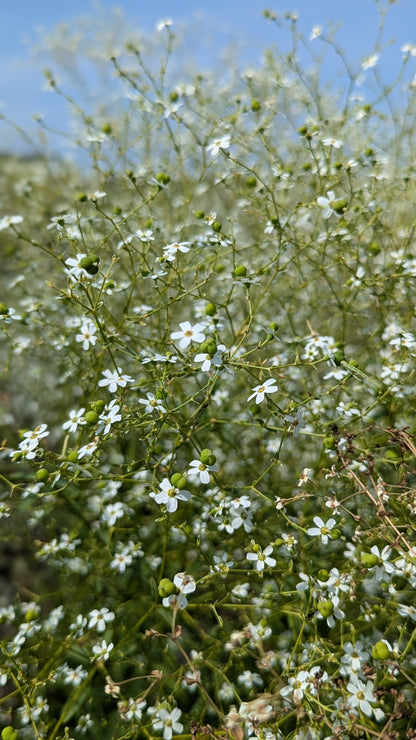 Euphorbia corollata - Flowering Spurge in Fields