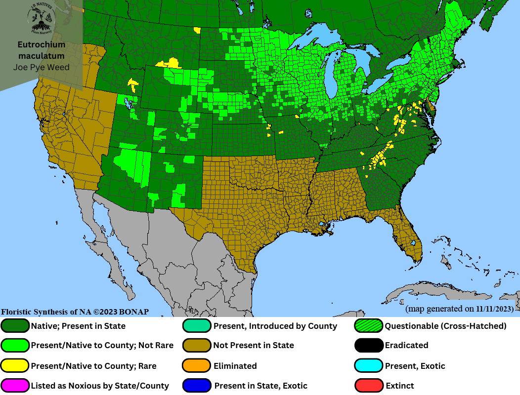 Eutrochium maculatum - Joe Pye Weed Range Map